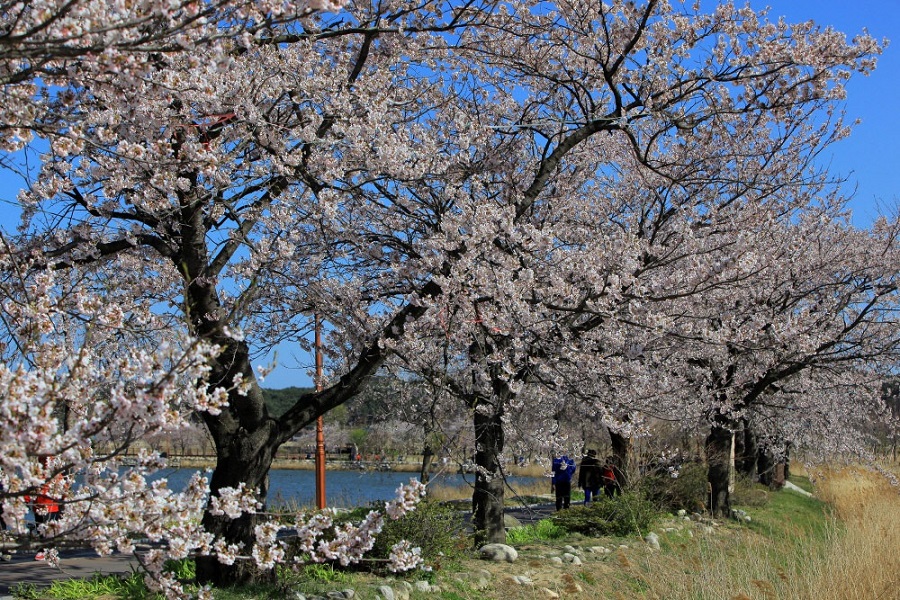 [LTE-A News]경포대 벚꽃축제 개장~ 관련 이미지