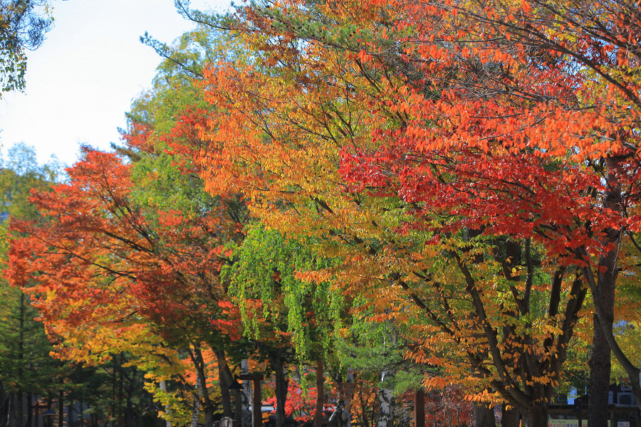 가을의 절정을 맞은 용평의 멋진 풍경을 전해 드립니다!!! 관련 이미지