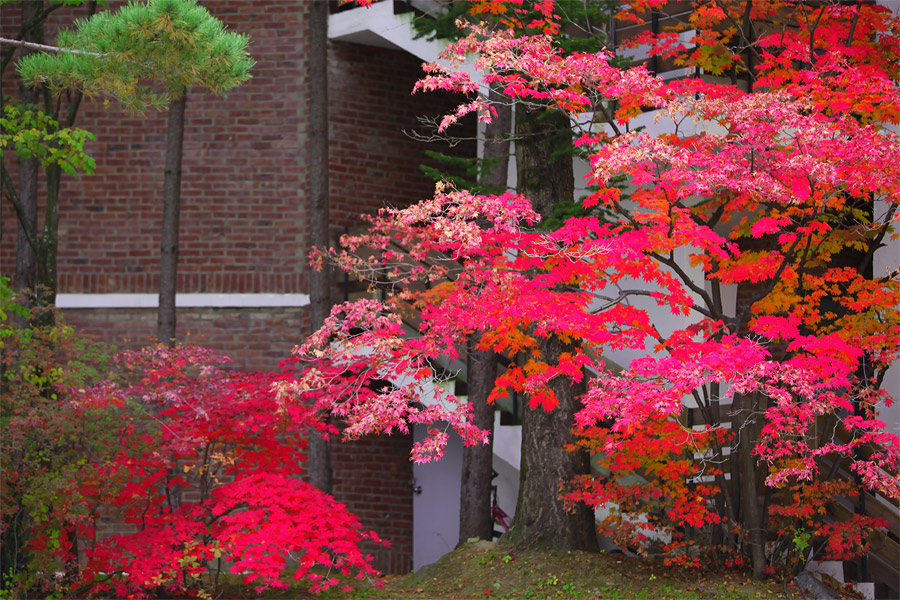 용평의 아름다운 가을풍경과 제설기 배치 소식~ 관련 이미지