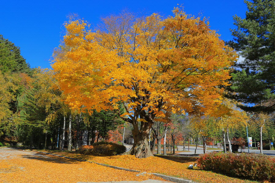 가을의 절정을 맞이한 베이스의 아름다운 풍경 관련 이미지