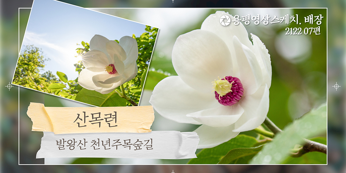발왕산 산목련 _ 발왕산 모나파크 용평 영상스케치. 배장 2122 07편 관련 이미지
