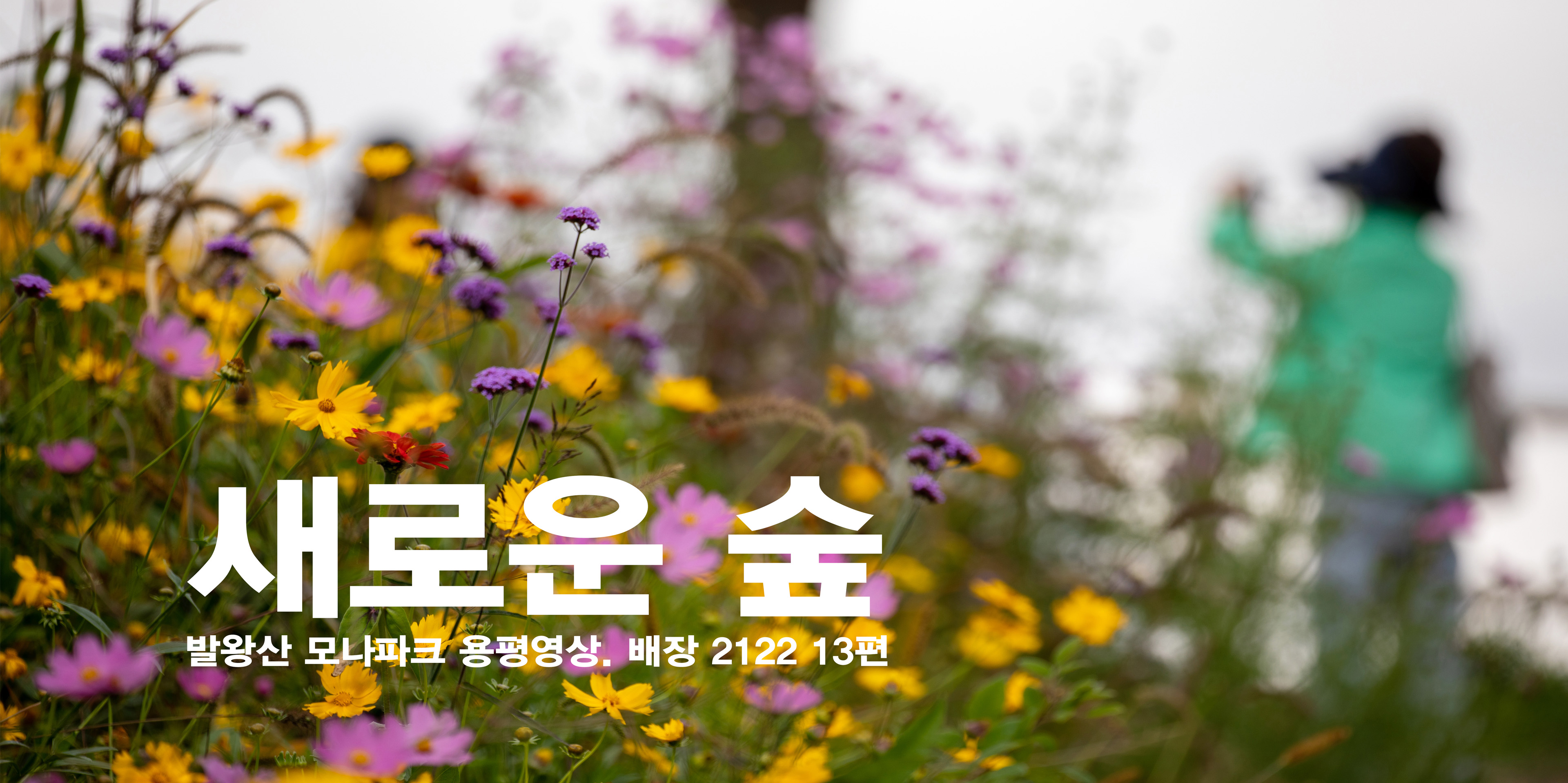 애니포레(용평알파카농장+독일가문비치유숲길) _ 발왕산 모나파크 용평 영상스케치.배장 2122 13편 관련 이미지