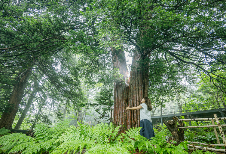 발왕산 서밋랜드, 천년주목숲길의 보물 나무들을 소개합니다. 관련 이미지