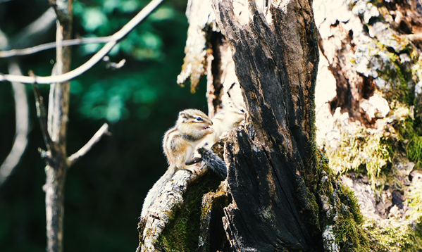 [발왕산 천년주목숲길] 가을 문턱의 다람쥐 삼남매 관련 이미지