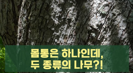 [발왕산 천년주목숲길] 천·샅·소, 제 2탄 - 마유목 관련 이미지