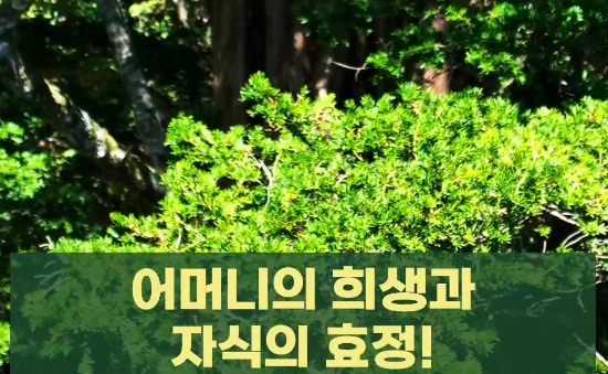 [발왕산 천년주목숲길] 천·샅·소, 제 8탄 - 어머니왕주목 관련 이미지