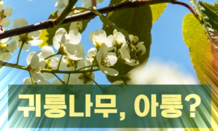 [발왕산 천년주목숲길] 천·샅·소, 제 9탄 - 겸손의나무Ⅱ 관련 이미지