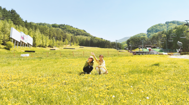 마침내 모나 용평의 봄이 활짝 피었습니다. 관련 이미지