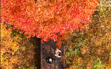 마침내 완연한 가을을 맞이한 발왕산입니다. 관련 이미지