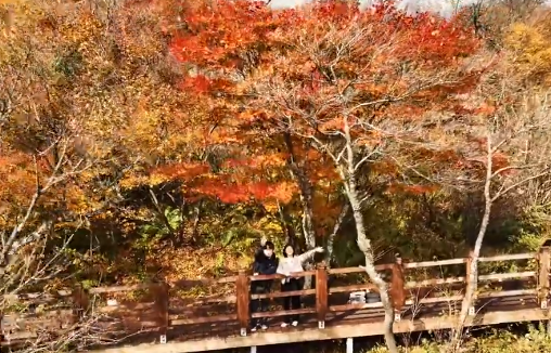 [발왕산 천년주목숲길] 완연한 가을 풍경 관련 이미지