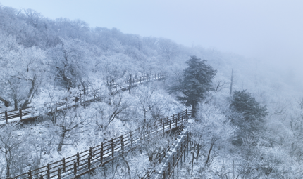 올 겨울 첫 눈꽃, 오늘의 발왕산 풍경을 전해드립니다. 관련 이미지