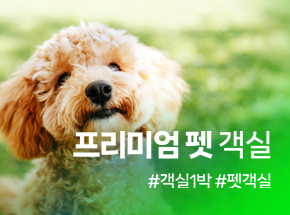 프리미엄 펫 객실 관련 이미지