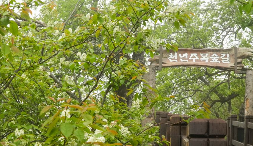 딱 지금! 천년주목숲길에서 다채로운 야생화를 감상해보세요. 관련 이미지