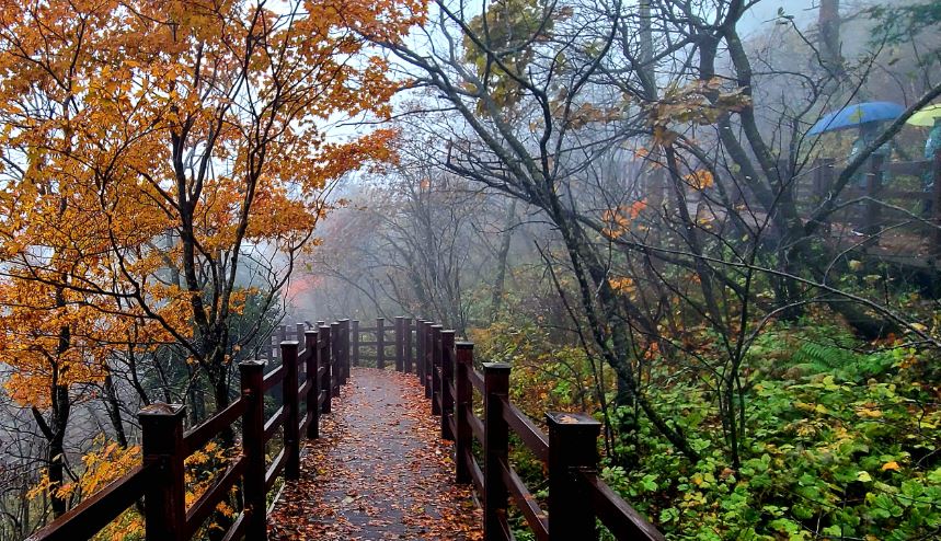 몽환적인 가을 빗속의  천년주목숲길 풍경입니다. 관련 이미지