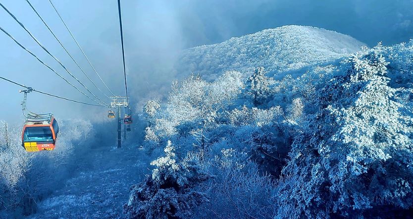 첫눈 다음날 발왕산, 귀한 상고대가 활짝 피었습니다. 관련 이미지