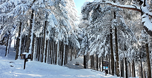 3월 폭설 이후, 모나용평 애니포레 설경 포착 관련 이미지