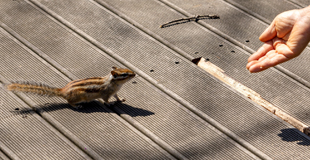 [모나용평 발왕산] 2026년 03월 25일 @발왕산 풍경 스케치 관련 이미지