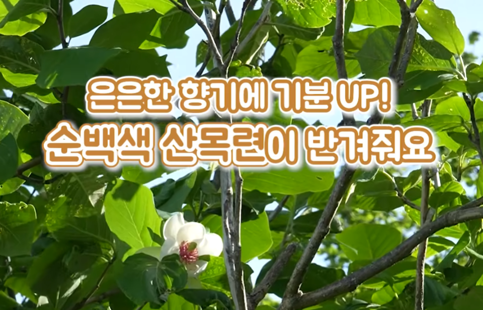 [모나용평 행사] 2026 발왕산 산목련 힐링 페스티벌 관련 이미지