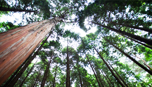 Image of Mt. Seongjusan recreation Forest