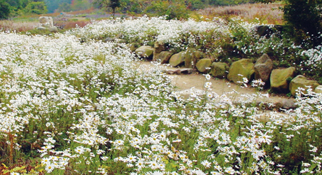 Image of Korean Native Plant Center
