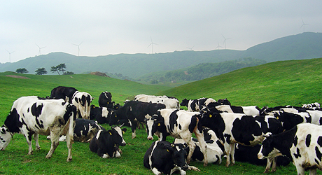 Image of Sam Yang Ranch