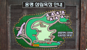 용평삼림욕장 이미지