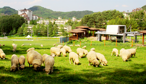 용평 양떼목장 이미지