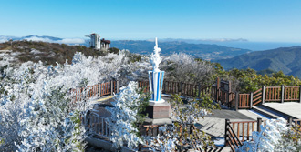 평창 평화봉 천년주목숲길 이미지